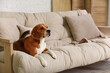 © Pixel-Shot - Cute Beagle dog on sofa at home