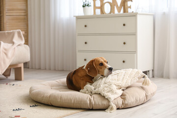 Canvas Print - Cute Beagle dog lying in pet bed in living room