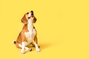 Sticker - Cute Beagle dog sitting on yellow background