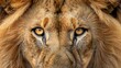© Alpha - Majestic lion face, intense gaze directly at the viewer, detailed fur texture, showcasing the power and beauty of wildlife
