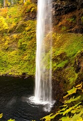 Wall Mural - Vertical of Trail behind South Falls in Silver Falls state Park.  Maple trees are showing peak fall color.  Near Silverton, Oregon.