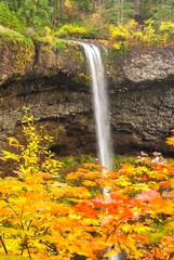 Wall Mural - Vertical of South Falls in Silver Falls state Park, trail behind the falls,  Maple trees are showing peak fall color.  Near Silverton, Oregon.