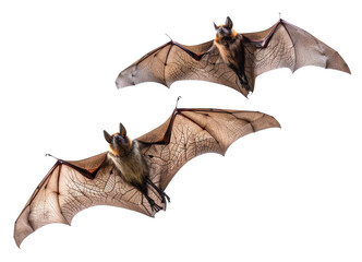 Two flying bats isolated on transparent background