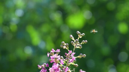 Wall Mural - ピンクのサルスベリの花で花で集密するミツバチ