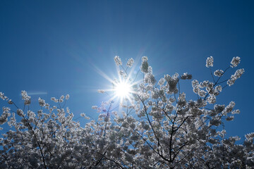 Pear blossom. Cherry tree blossom. White and pink plum tree blossoms in early spring, nature flowers background. Spring branch covered with white flowers. Blooming branch for spring design background.