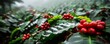 © nitiroj - Lush coffee plantation under morning mist, rich green leaves and ripe red berries, Coffee plantation, tranquil and productive agriculture