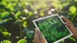 © G.Go - A person is holding a tablet in a field of green plants