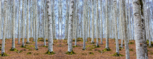 Wall Mural - the now bare trees in the forest with the colors of autumn