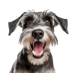 Wall Mural - happy cute dog isolated on white