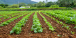 © Alexandre - Freshly tilled farm field with rows of crops