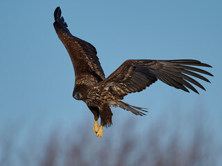 Sticker - White-tailed eagle (haliaeetus albicilla)