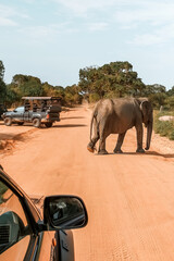 Wall Mural - Wildlife safari.Eco travel in the jungle with wild animals elephants.Tropical tourism in the wild life of elephants.Road trip jungle,eco safari.Elephant wild life,wild life banner,eco travel