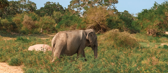 Wall Mural - Wildlife safari.Eco travel in the jungle with wild animals elephants.Tropical tourism in the wild life of elephants.Road trip jungle,eco safari.Elephant wild life