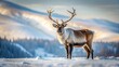 © Udomner - Mountain caribou standing in a snowy landscape, wildlife, caribou, alpine, snow, wilderness, antlers, herd