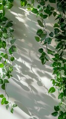 a leafy green form casting two shadows - one on the wall from the plant, the other cast by the plant's reflection