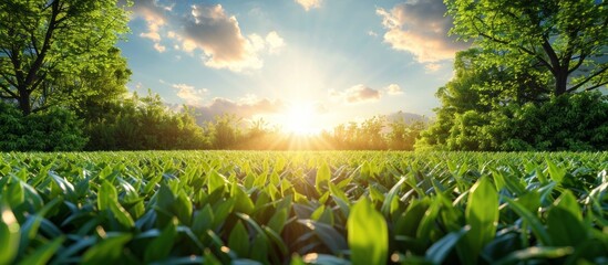 Wall Mural - Green Field and Golden Sunset