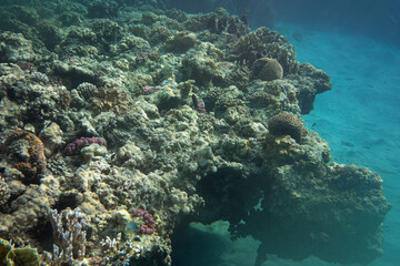 Snorkeling in Marsa Alam, Egypt - fishes swimming near coral reef, underwater photo