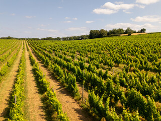 Wall Mural - Vignoble et raisin