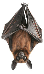 Detailed image of a bat hanging upside down, isolated on a white background