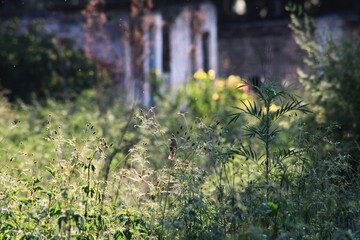 flowers and bird on a meadow