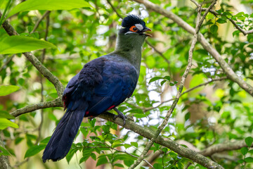 Wall Mural - Hartlaub's Turaco - Tauraco hartlaubi, beautiful colored large turaco bird from East African forests and woodlands, Uganda.