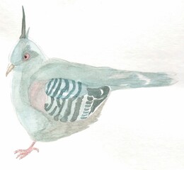 Wall Mural - Illustration of Australian native bird, crested pigeon