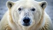 © Nasnunt - Close-up of a polar bear head with a fierce expression, arctic, predator, wildlife, endangered, carnivore, fierce