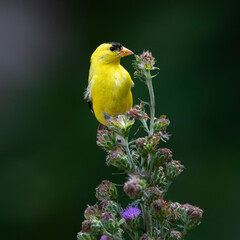  songbird, bird, nature, wildlife, animal, blue, wild, branch, colorful, birds, green, tree, red, robin, feathers, bluebird, sunflower,  beautiful, small, spring, bluebird, cardinal, woodpecker, winter