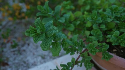 Wall Mural - Close-up of mint plant mentha growing in an outdoor pot in puglia, italy, showcasing fresh green leaves.