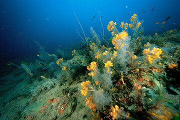 Wall Mural - Underwater shot showing coral reefs and marine plants covered in oil, with affected fish and marine life struggling to survive, highlighting ecological damage