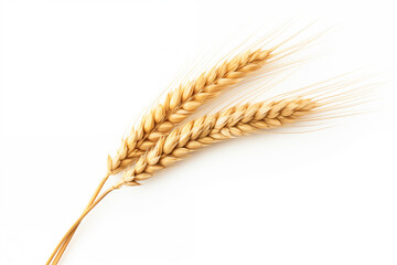 An ear of wheat isolated on white background