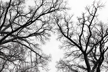 leafless oak tree branches silhouette. black and white. natural oak tree branches silhouette on a wh