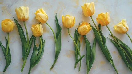 Wall Mural - Yellow tulips arranged on a white surface