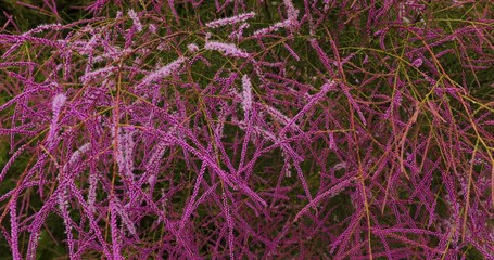 Wall Mural - Closeup footage of the salt cedar flowering plants (Tamarix ramosissima) in the field during daytime