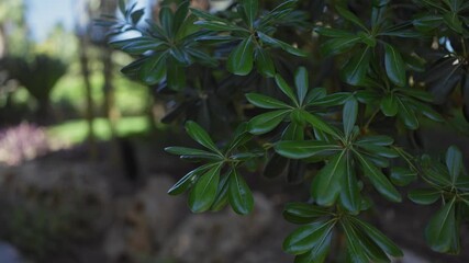 Wall Mural - Vibrant green leaves of the schefflera arboricola, also known as the dwarf umbrella tree, in natural sunlight.