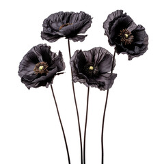 Canvas Print - black poppy flower isolated on transparent background cutout