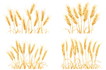 Set of wheat ears with wheat grains isolated on white background, Vector illustration