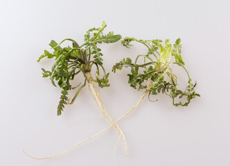 Poster - Close-up of two fresh shepherd's purse with roots and leaves on white floor, South Korea
