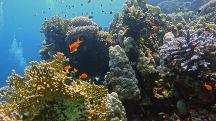 Wall Mural - Underwater Colorful Tropical Coral Reef. Coral Garden Seascape. Slow Motion. Red Sea, Egypt. Underwater World Life. Tropical Underwater Seascape. Reef Coral Scene.