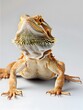 © วรวิทย์ ทรงพลยศ - Bearded Dragon Basking on Plain White Background in Close Up Portrait