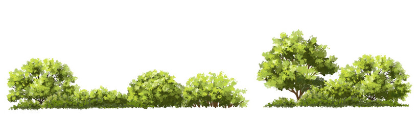 Wall Mural - vector watercolor of tree side view isolated on white background for landscape and architecture draw