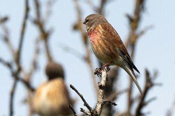 Wall Mural - Linotte mélodieuse,.Linaria cannabina, Common Linnet