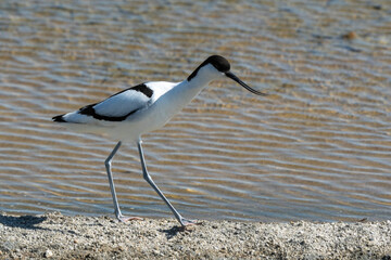 Wall Mural - Avocette élégante, Recurvirostra avosetta, Pied Avocet