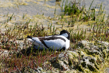 Wall Mural - Avocette élégante, Recurvirostra avosetta, Pied Avocet, Salicorne, Marais salant, Guérande, 44, Loire Atlantique, France