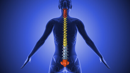 Wall Mural - Medical animation of the human spine anatomy