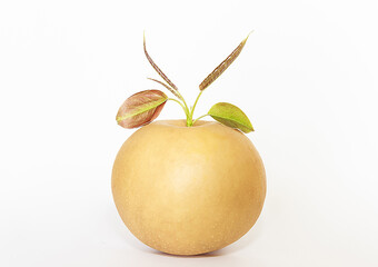 Canvas Print - Close-up of a fresh pear with leaves on white floor, South Korea
