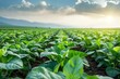 © Montree - Green spinach field at sunset with cloudy sky and mountains in the background.