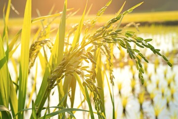 A close-up view of a rice plant