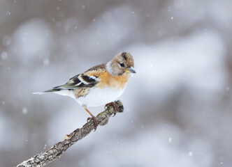 Wall Mural - Brambling (Fringilla montifringilla) female in snowfall perched on a branch in early spring.