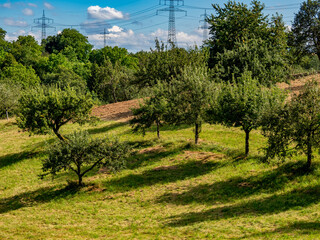 Sticker - Streuobstwiese im Sommer